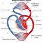 Schematic Plan Of Blood Circulation In Human
