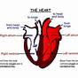Heart Diagram Simple