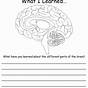 Internal View Of The Brain Worksheet Answer Key