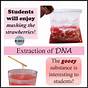 Strawberry Dna Extraction Lesson