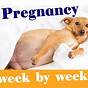 Pregnant Dog Temp Chart