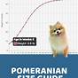 Pomeranian Weight Chart Calculator