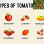 Tomato Variety Types Of Tomatoes Chart