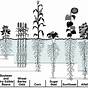 Root Depth Of Different Crops