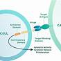 Car T Cell Therapy Kite
