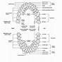 Dental Chart Of Teeth Numbers