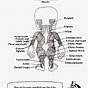 Printable Anatomy Coloring Pages