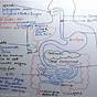 Flow Chart Of Digestive System Class 10