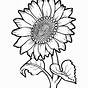 Printable Sunflower Coloring Page