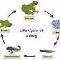 Frog Life Cycle Anchor Chart
