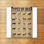 Types Of Deer Chart In English