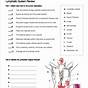 Lymphatic And Immune System Worksheets Answers