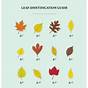 Leaf Identification Guide Pdf