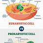 Eukaryote Vs Prokaryote Venn Diagram