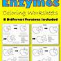 Enzymes Coloring Worksheet