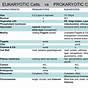 Prokaryote Vs.eukaryote Worksheet