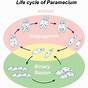 Paramecium Reproduce Using Which Method