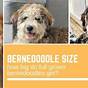 Full Grown Bernedoodle Size Chart