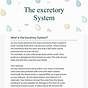 Excretory System Worksheet Answer Key