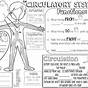 Circulatory System Worksheet