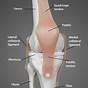 Diagram Of Inside Of Knee