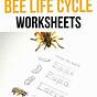 Life Cycle Of A Bee Worksheet