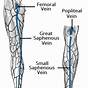 Veins Of Lower Limb Diagram