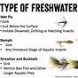 Fly Fishing Fly Identification Chart