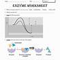 Enzymes Reading And Worksheet