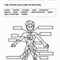 Free Body Diagram Worksheets Answer Key