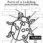 Life Cycle Of An Insect Worksheet