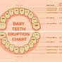 What Age Do You Lose Teeth Chart