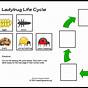 Life Cycle Of Ladybug Worksheet