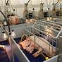 Swine Production Health Plan