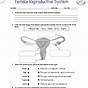 K And R Reproductive Strategies Worksheet Answers