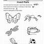 Insect Worksheet 1st Grade