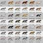 Great Dane Color Breeding Chart