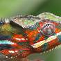 Colors Of A Chameleon