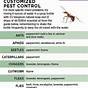 Essential Oil Pest Control Chart