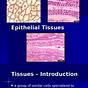 Summary Of Epithelial Tissues