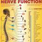 Spine Nerves Chart