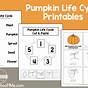Parts Of A Pumpkin Life Cycle Worksheet