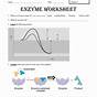 Enzymes Worksheets With Answers