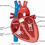 Describe The Structure Of Heart Class 7