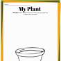 Free Plant Life Cycle Worksheets