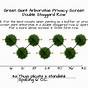 Emerald Green Arborvitae Growth Chart