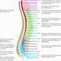 Spinal Cord Nerve Chart