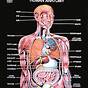 Chart Of Body Organs Location