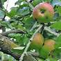 Apple Tree Leaf Identification Chart