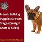 French Bulldog Growth Chart Kg